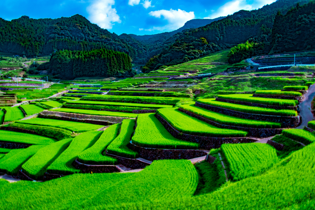 夏ノ棚田