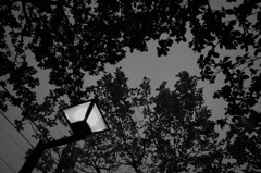 evening pattern