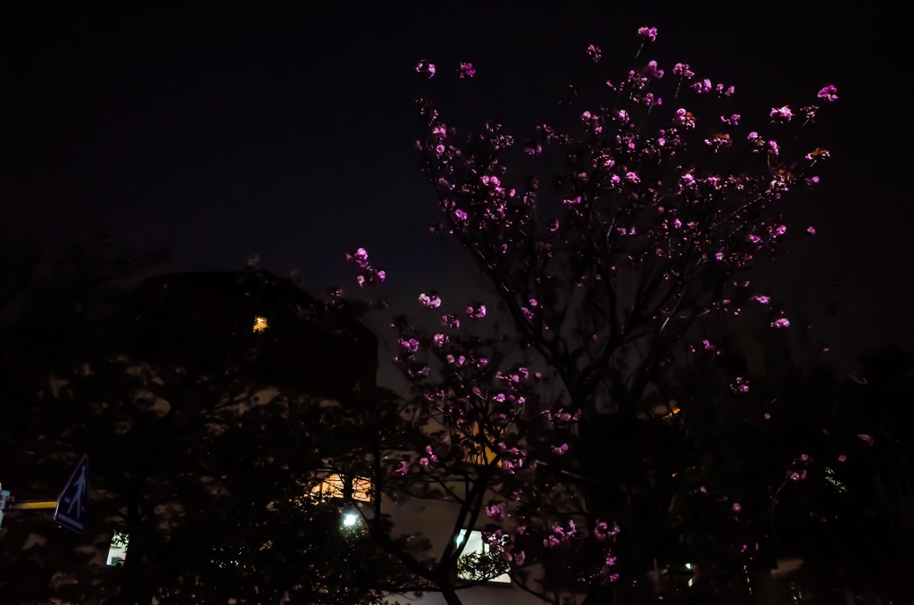 blooming in the dark