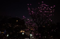 blooming in the dark