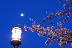 夜 桜
