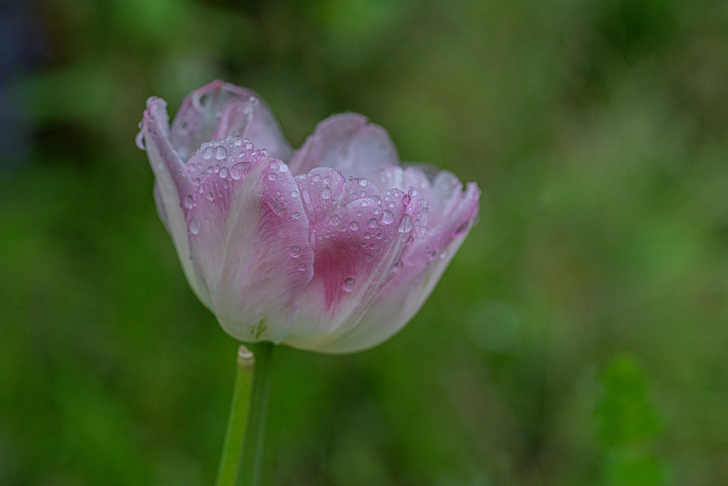 雨にチューリップー１