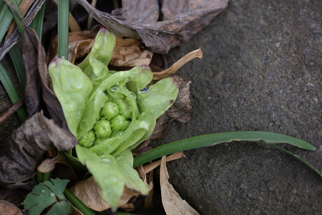 ふきのとう咲くー２