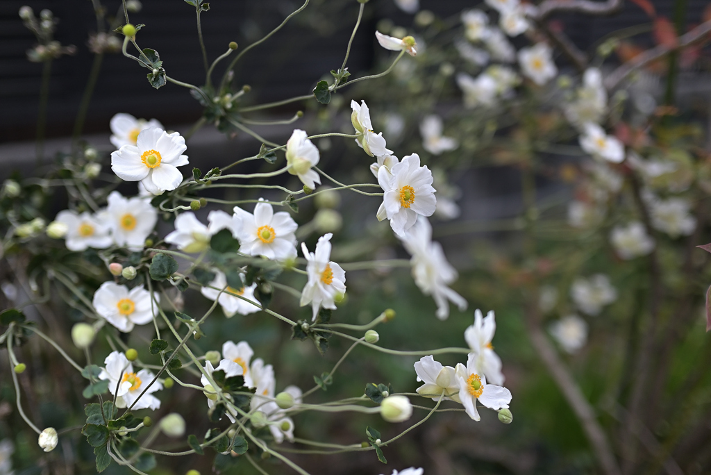 風にそよぐ花