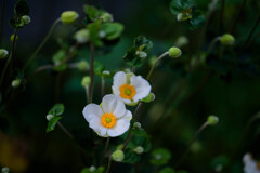 秋に咲く花