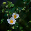 秋に咲く花