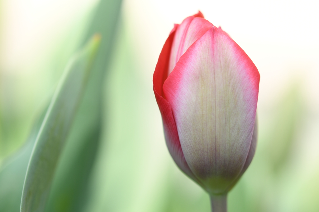 チューリップー３