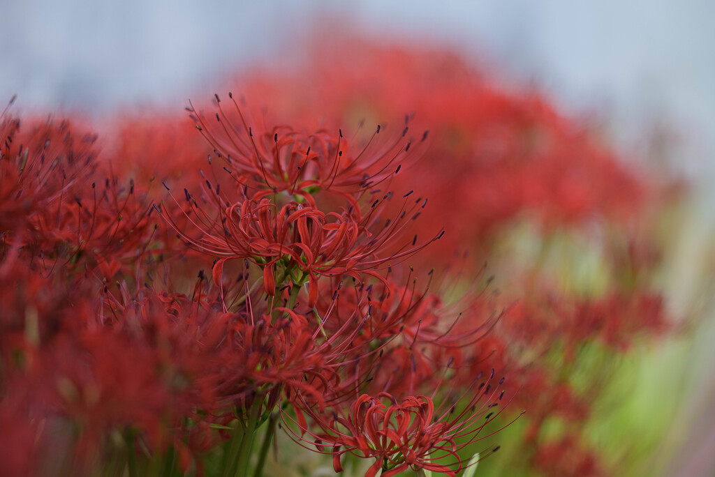 曼殊沙華ー３