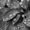 雨に濡れるー３
