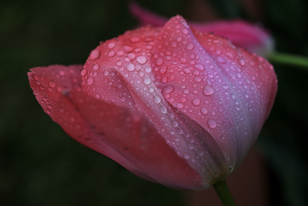 濡れた花弁ー９