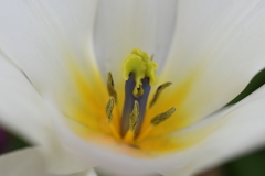 花弁の秘め事ー１