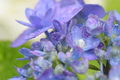 雨上がりの紫陽花ー３