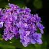 朝陽を受ける花