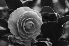 Maiden Camellia-1
