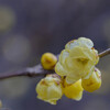 庭の蝋梅-2