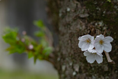 控えめな花見－２