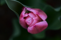 花芯の誘惑
