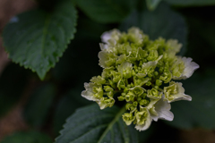 紫陽花開く