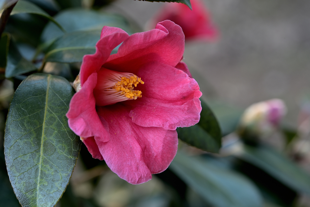 Camellia japonica