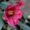 Camellia japonica