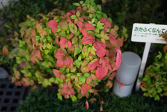 試し撮り（５）