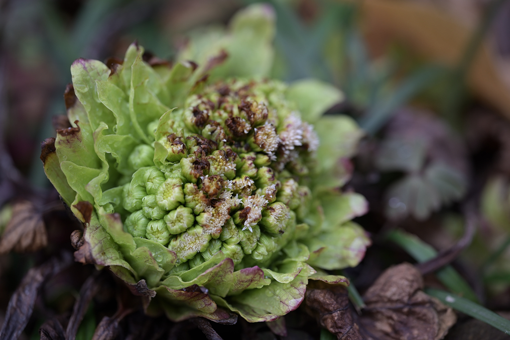 ふきのとう咲くー１