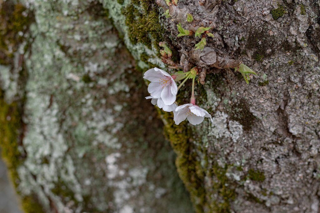 控えめな花見－１