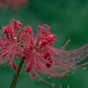 雨後の曼殊沙華
