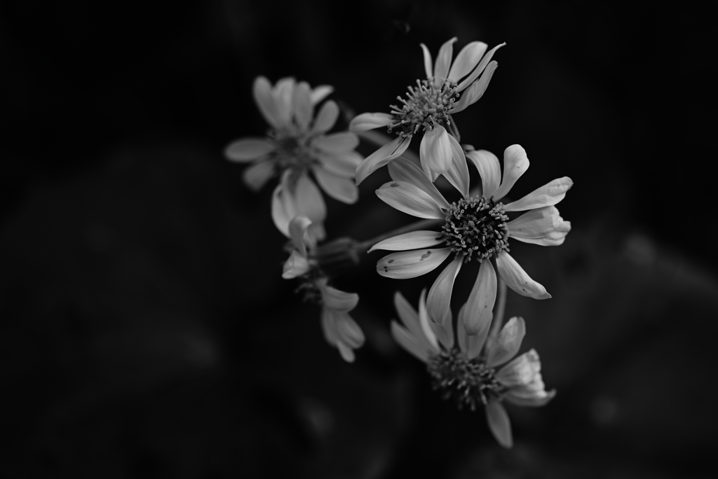 陰に咲く花ー１