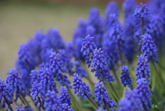 Grape Hyacinth
