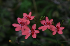 朱赤の花