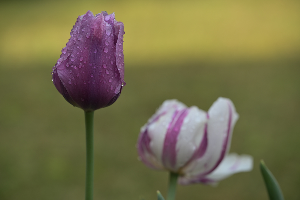 雨上がりの花壇にて
