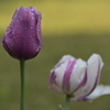 雨上がりの花壇にて