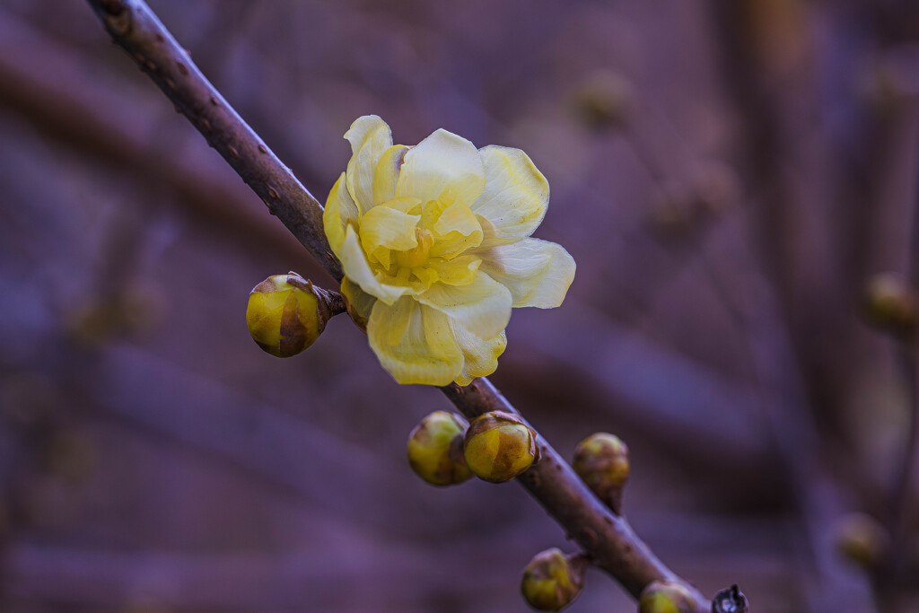 香りに誘われて