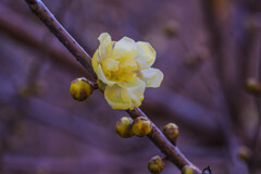 香りに誘われて