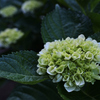 紫陽花咲いた