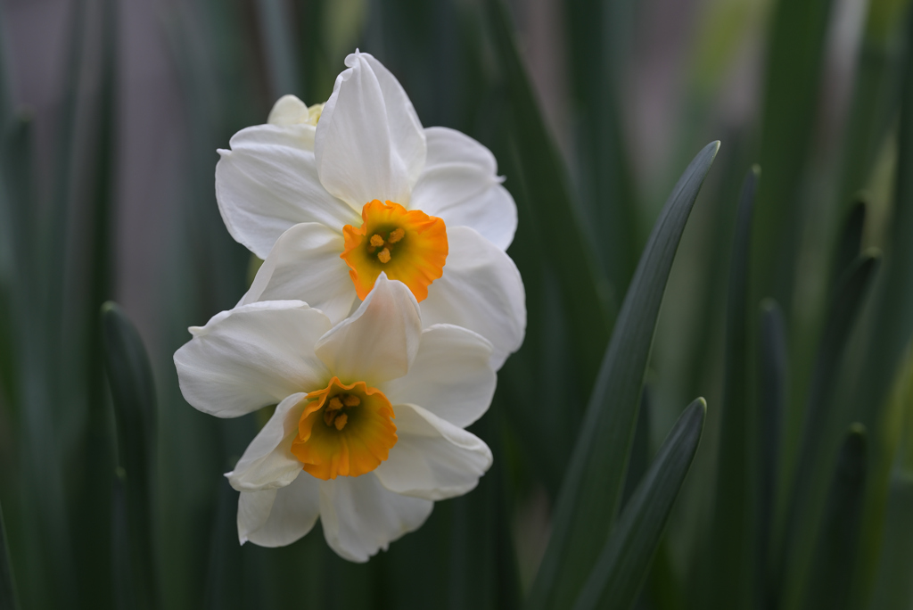 Narcissus