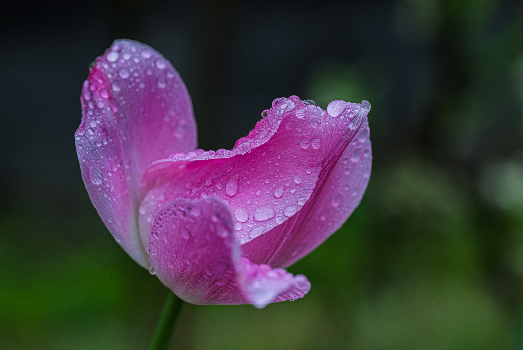 雨にチューリップー３