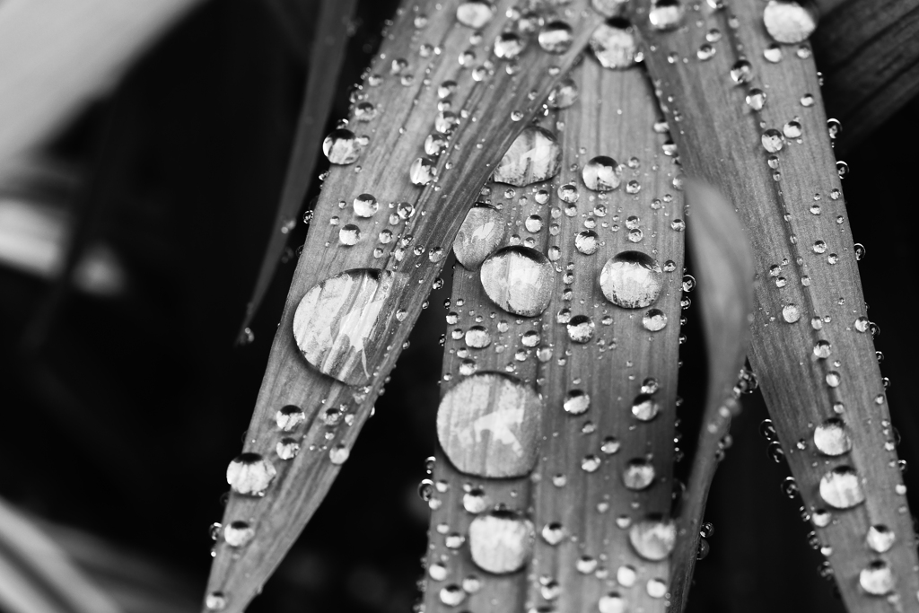雨に濡れるー２