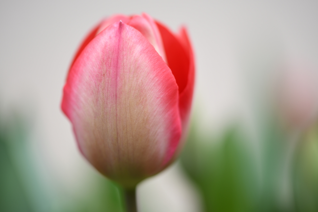 チューリップー１