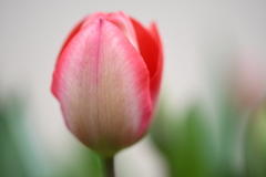 チューリップー１
