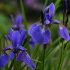 菖蒲