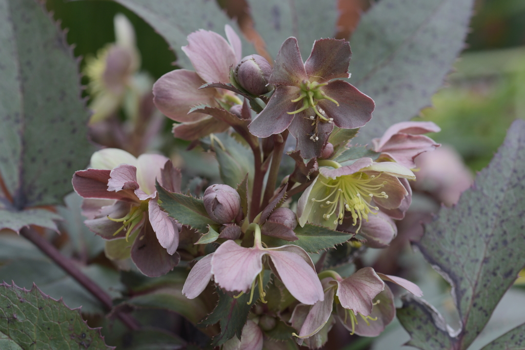 クリスマスローズーAstia