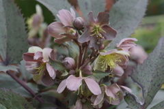 クリスマスローズーAstia