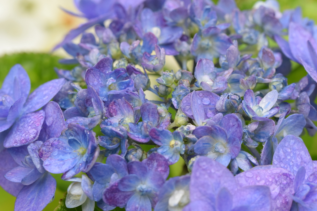 雨上がりの紫陽花ー１