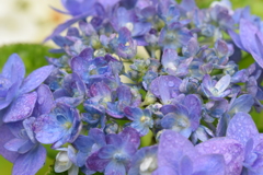 雨上がりの紫陽花ー１