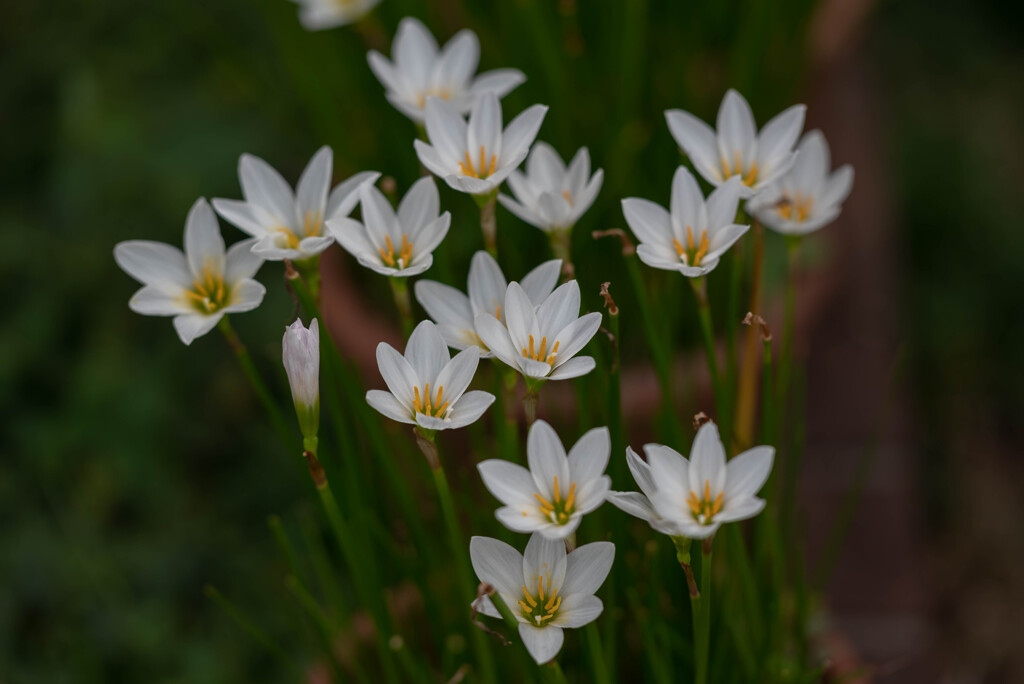 Rain Lily