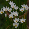 Rain Lily