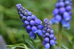 ムスカリー１