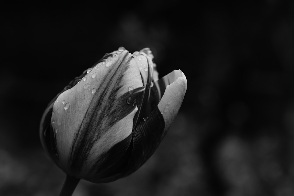 雨に濡れる花ー１